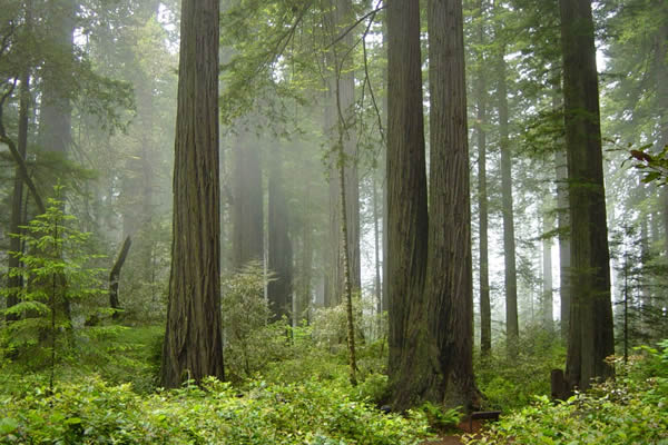 California redwood forest